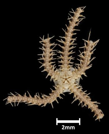 Media type: image;   Invertebrate Zoology OPH-3700 Description: Bottom up view of single ophiuroid specimen with a scale bar.;  Aspect: ventral